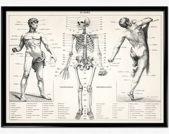 Può includere: Un'illustrazione anatomica vintage del corpo umano, che mostra una figura maschile in tre pose: in piedi, scheletrica e che raggiunge. L'illustrazione è etichettata in francese con numeri e testo che descrivono diverse parti del corpo. Il titolo dell'illustrazione è "HOMME" (francese per "uomo").