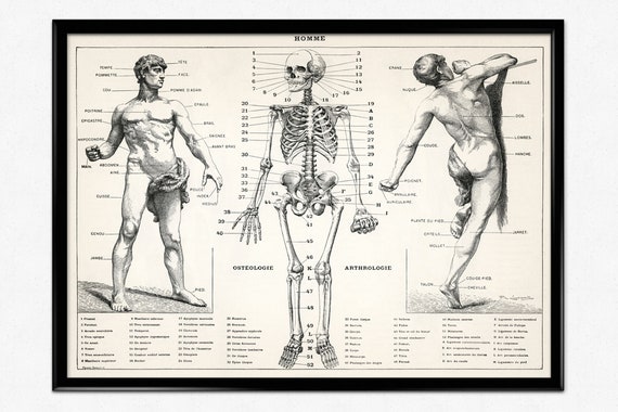 Poster di anatomia Illustrazione medica vintage del corpo umano, arte della  parete medica -  Italia