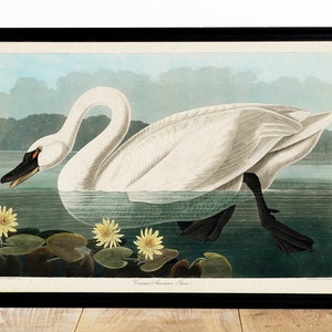 peinture vintage de cygne, affiche de cygne américain d&#39;oiseaux d&#39;Amérique, illustration d&#39;oiseau vintage, impression animalière, John James Audubon, décoration d&#39;intérieur