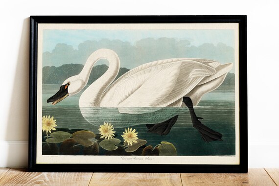 Vintage Swan Painting, American Swan Poster from Birds of America, Vintage Bird Illustration, Animal Print, John James Audubon, Home Decor