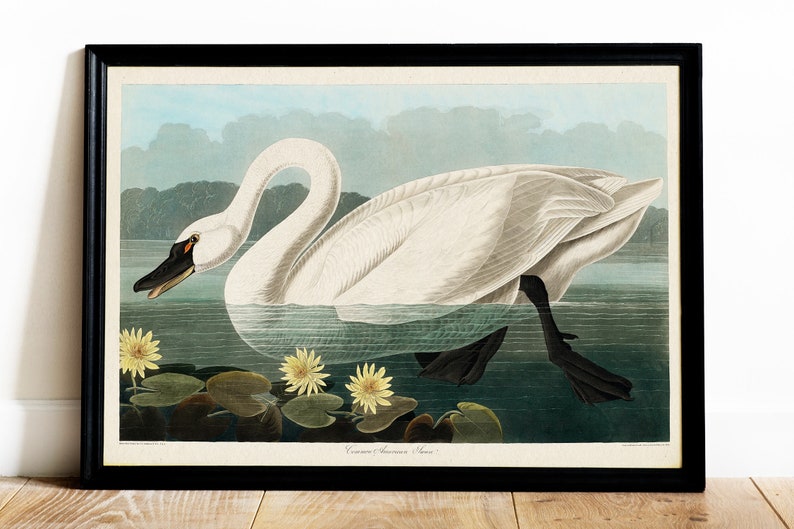 Vintage Swan Painting, American Swan Poster from Birds of America, Vintage Bird Illustration, Animal Print, John James Audubon, Home Decor