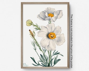 Vintage Flower Art Print, Watercolour, Poppy Flower, Mary Vaux Walcott, Home Decor, Floral Wall Art