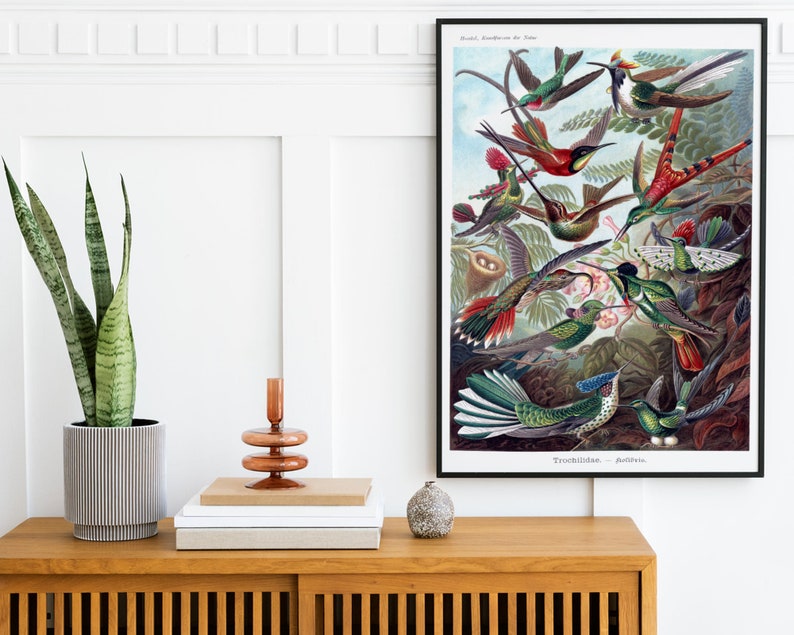 Kunstformen der Natur Birds Poster Vintage Bird Illustration Home Decor Ernst Haeckel Print Hummingbird Trochilidae Kolibris Poster