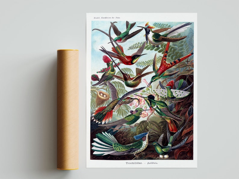 Kunstformen der Natur Birds Poster Vintage Bird Illustration Home Decor Ernst Haeckel Print Hummingbird Trochilidae Kolibris Poster
