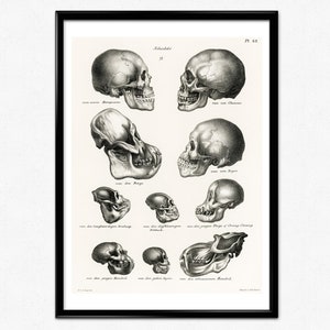 Anatomy Poster, Human Skulls,  Vintage Illustration of Human, Monkey and Ape Skulls, Medical Poster Print, Science Poster, Wall Art
