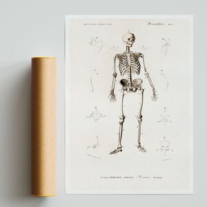 Human Anatomy Print, Antique Illustration of the Human Skeleton ...
