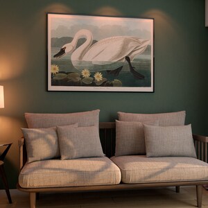 Vintage Swan Painting, American Swan Poster from Birds of America, Vintage Bird Illustration, Animal Print, John James Audubon, Home Decor