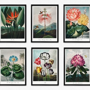 Flower Prints and Posters, Botanical Prints, The Temple of Flora Poster Set, Farmhouse Decor, Vintage Flower Paintings, Floral Wall Art Set