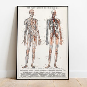 Anatomy Poster, Human Anatomy, Antique Illustration of Blood Vessels and Cardiovascular System, Medical Printed Wall Art, German Text
