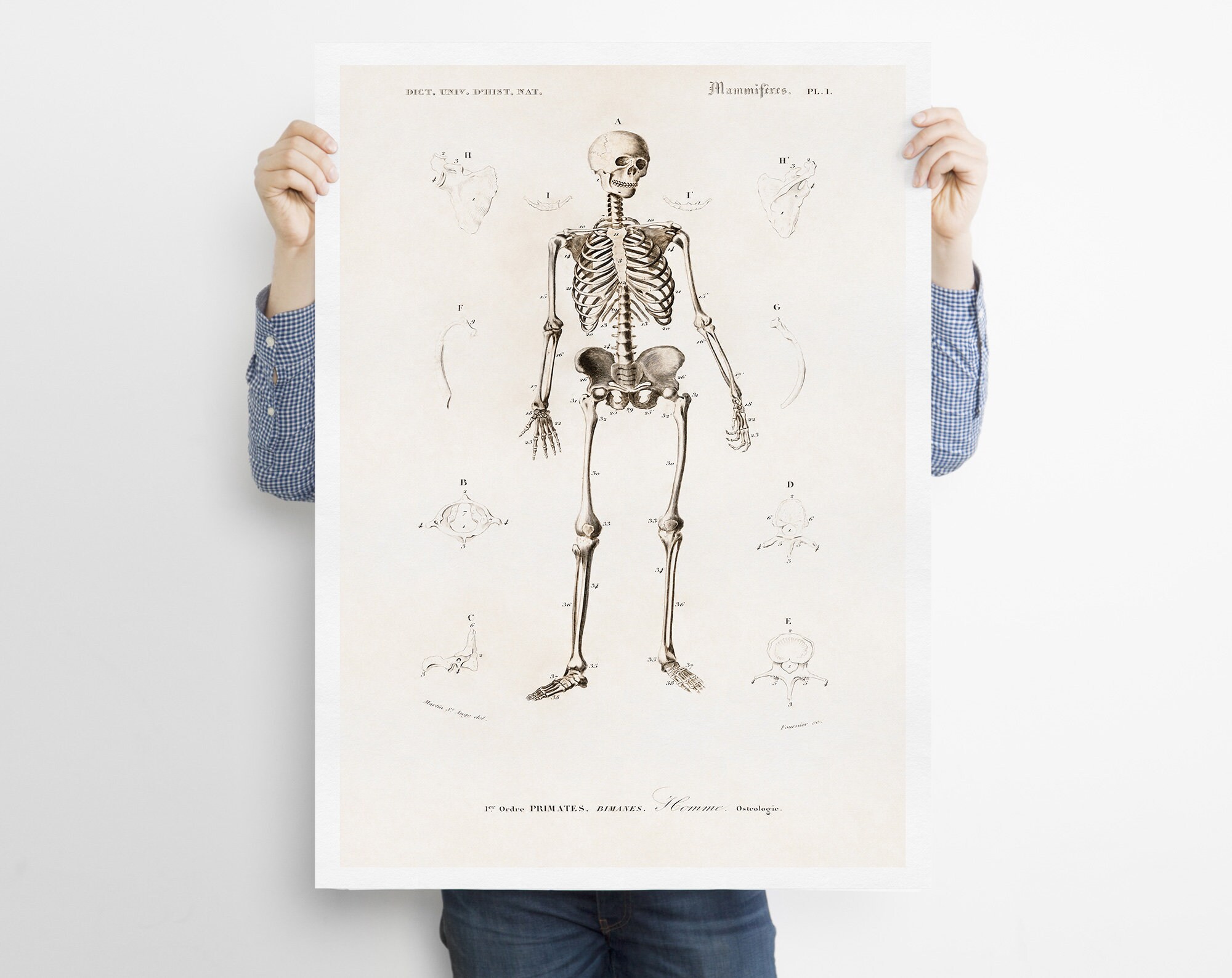 Human Anatomy Print, Antique Illustration of the Human Skeleton ...
