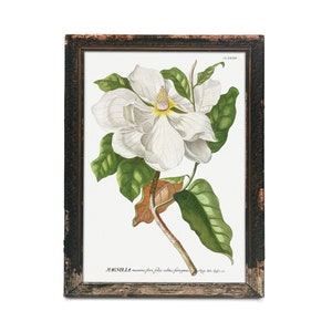 Magnolia Flower Print, Vintage Floral Painting, Botanical Wall Art Country and Farmhouse  Decor, Floral Wall Art