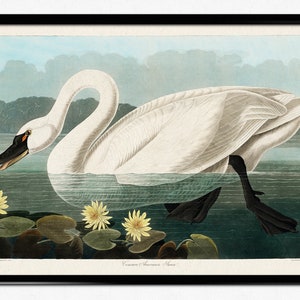 Vintage Swan Painting, American Swan Poster from Birds of America, Vintage Bird Illustration, Animal Print, John James Audubon, Home Decor