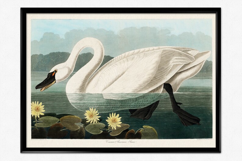 Vintage Swan Painting, American Swan Poster from Birds of America, Vintage Bird Illustration, Animal Print, John James Audubon, Home Decor