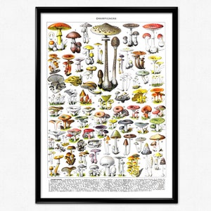 Pilze Poster von Adolphe Millot, Champignons, Vintage botanische Illustration, Pilzdruck, antike Champignon-Karte, Küchenposter