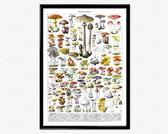May include: A vintage botanical illustration of various mushrooms, labeled with numbers and names in French. The illustration features a variety of colors, shapes, and sizes of mushrooms, including red, white, brown, yellow, and green. The image is titled "Champignons" at the top.