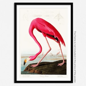 Impresión de flamenco rosa, póster de flamenco rosa, ilustración de pájaro vintage de aves de América, impresión de animal, póster de animal divertido, impresión de pájaro vintage