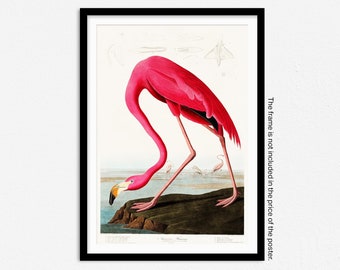 Impresión de flamenco rosa, póster de flamenco rosa, ilustración vintage de aves americanas, impresión de animal, póster divertido de animales, impresión vintage de aves