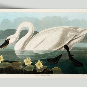 Vintage Swan Painting, American Swan Poster from Birds of America, Vintage Bird Illustration, Animal Print, John James Audubon, Home Decor