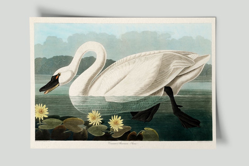 Vintage Swan Painting, American Swan Poster from Birds of America, Vintage Bird Illustration, Animal Print, John James Audubon, Home Decor