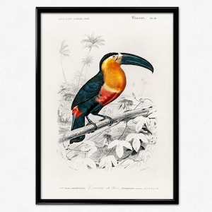 Vintage Bird Illustration, Bird Poster, Toucan, Pelican, Peacock, Birds of America, Orbigny, Audubon, Vintage Bird Illustration, Home Decor