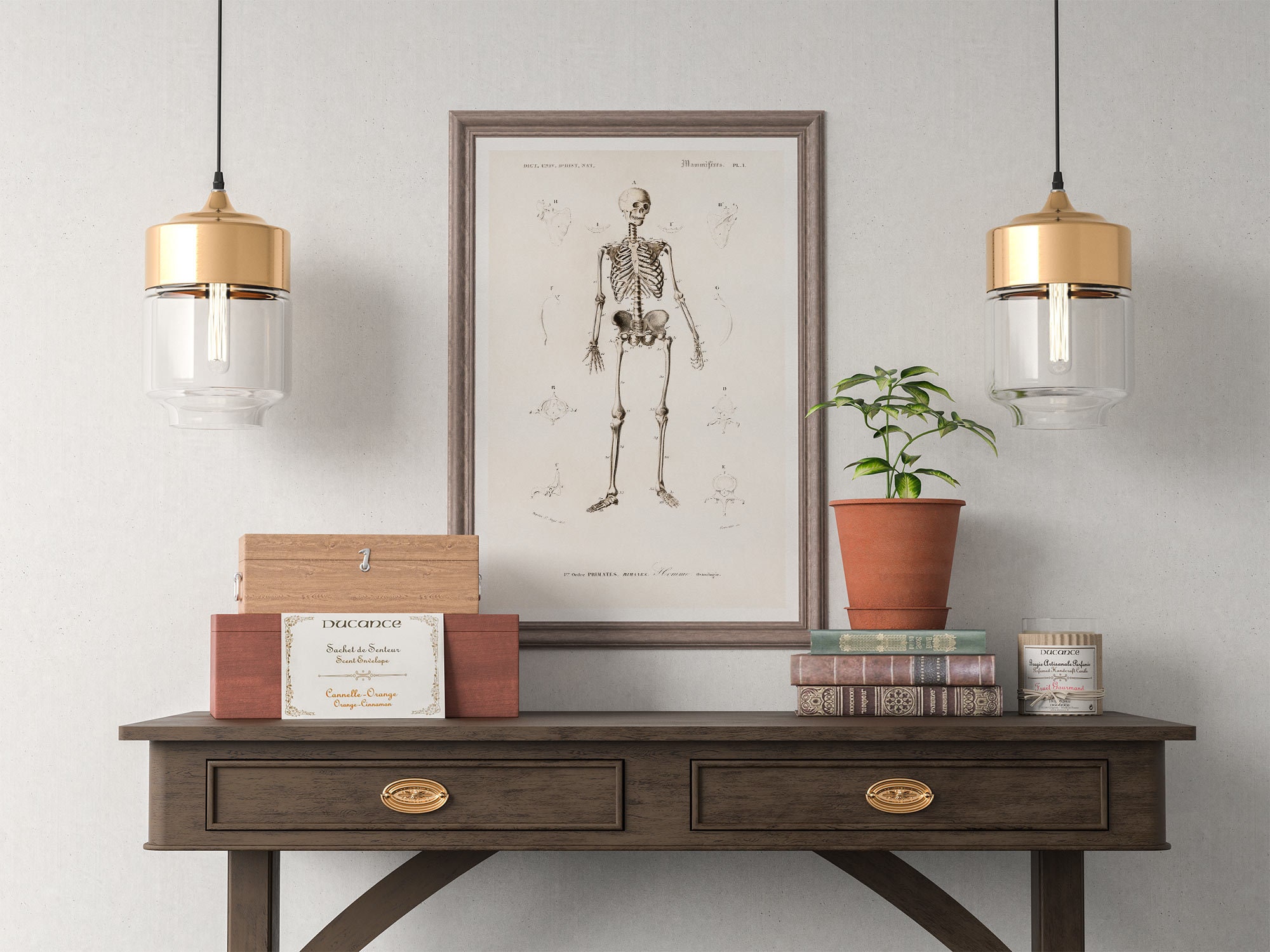 Human Anatomy Print, Antique Illustration of the Human Skeleton ...