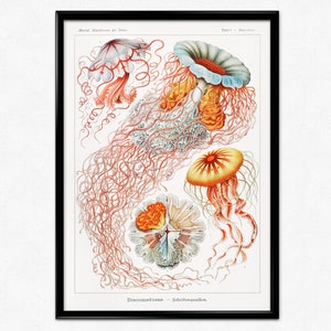 Ernst Haeckel Imprimir pôster de água-viva, ilustração animal do mar Medusa, desenho do mar Kunstformen der Natur, arte de parede impressa vintage