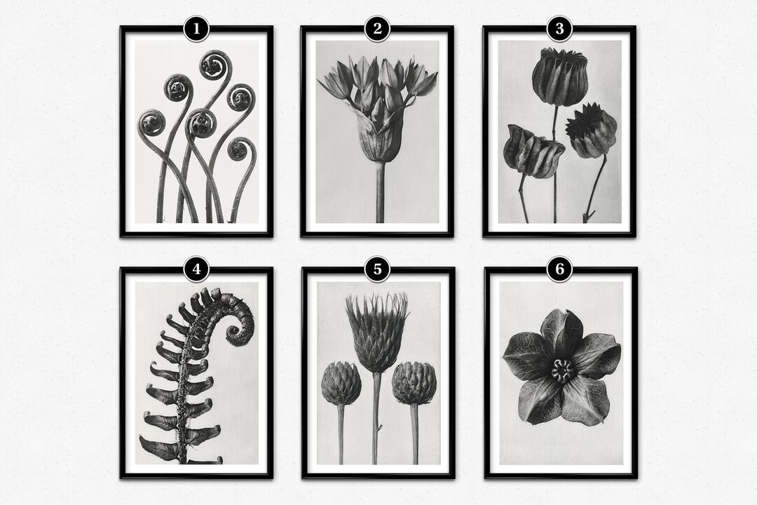 Karl Blossfeldt / Working Collages | archipelago