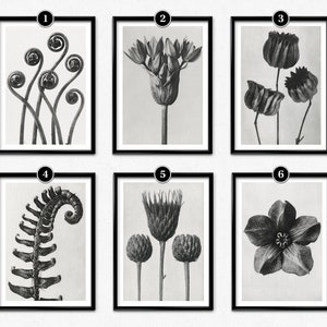 Karl Blossfeldt Flower Print Set - Vintage Floral Art for Home Décor - Wall Art Gift Idea - Black and White Posters