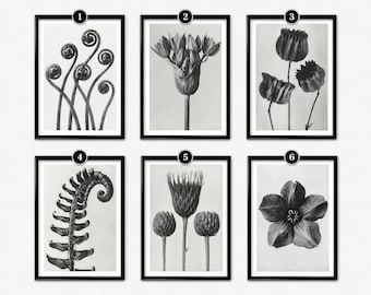 Karl Blossfeldt Flower Print Set - Vintage Floral Art for Home Décor - Wall Art Gift Idea - Black and White Posters