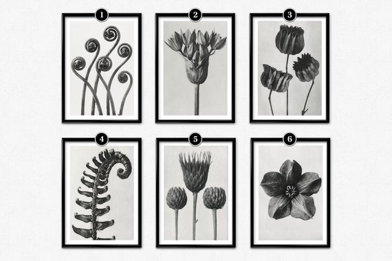 アート・デザイン・音楽 KARL BLOSSFELDT WORKING COLLAGES Karl Blossfeldt: Working Collages | Karl BLOSSFELDT, Ann
