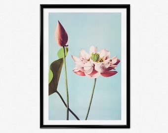 Lotus Flowers Poster, Ogawa Kazumasa, Botanical Print, Lotus Flower, Vintage Japanese Floral Art Print, Floral Poster, Home Decor, Wall Art