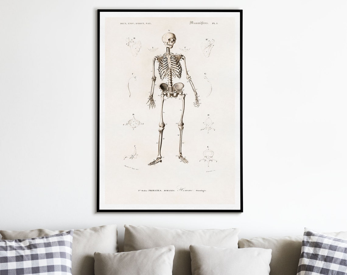 Human Anatomy Print, Antique Illustration of the Human Skeleton ...