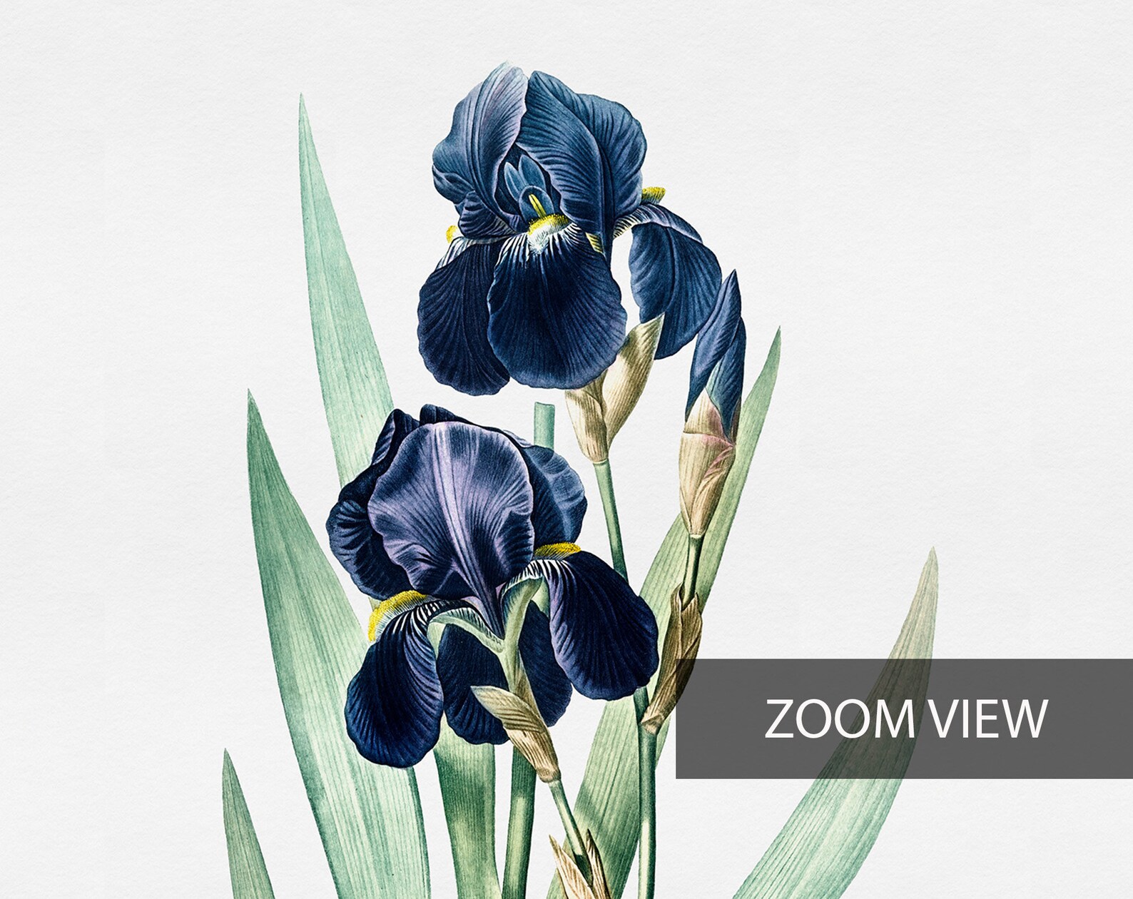Iris Flower Poster German Iris Print Vintage Flower Etsy