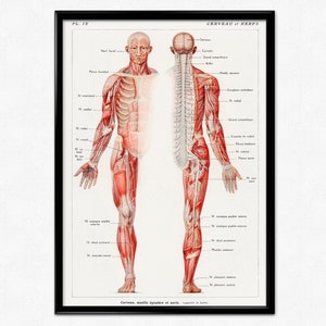 Human Anatomy Print, Antique Illustration of the Human Nerve System, Medical Poster Print, Human Anatomy Poster, Human Skeleton, Muscles