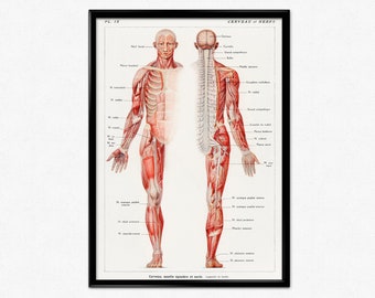 Può includere: Illustrazione anatomica vintage del sistema muscolare umano, che mostra le viste anteriore e posteriore del corpo con i muscoli e i nervi etichettati. L'immagine è in bianco e nero con evidenziature rosse, e presenta il testo "CERVEAU et NERFS" e "Cerveau, moelle spinale et nerfs".