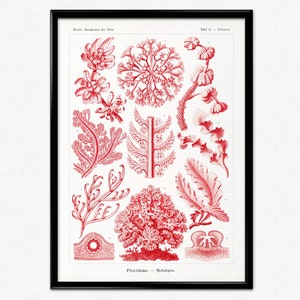 Ernst Haeckel Print, Sea Plant Poster, Aquatic Plant, Marine Illustration, Kunstformen der Natur, Red Algae, Florideae–Rotalgen, Home Decor