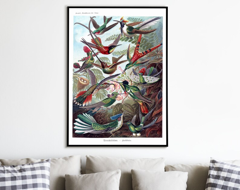 Kunstformen der Natur Birds Poster Vintage Bird Illustration Home Decor Ernst Haeckel Print Hummingbird Trochilidae Kolibris Poster