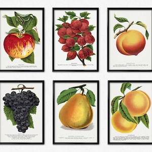 Fruit Kitchen Wall Decor, Kitchen Posters , Apple, Pear, Blueberry Prints, Vintage Fruits Wall Art, Retro Home Decor, Wall Art