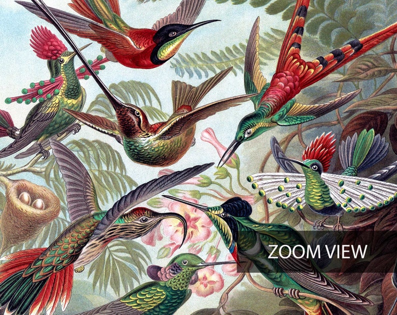 Kunstformen der Natur Birds Poster Vintage Bird Illustration Home Decor Ernst Haeckel Print Hummingbird Trochilidae Kolibris Poster