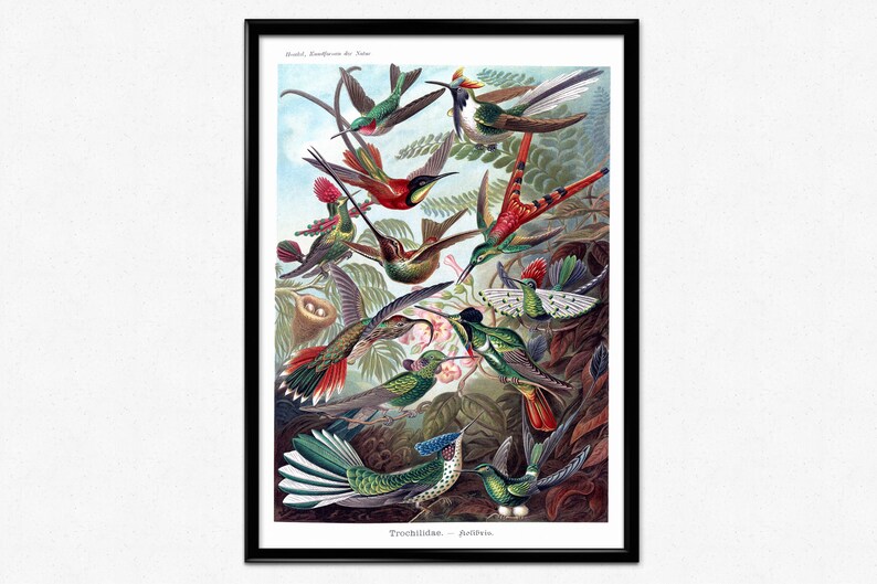 Kunstformen der Natur Birds Poster Vintage Bird Illustration Home Decor Ernst Haeckel Print Hummingbird Trochilidae Kolibris Poster