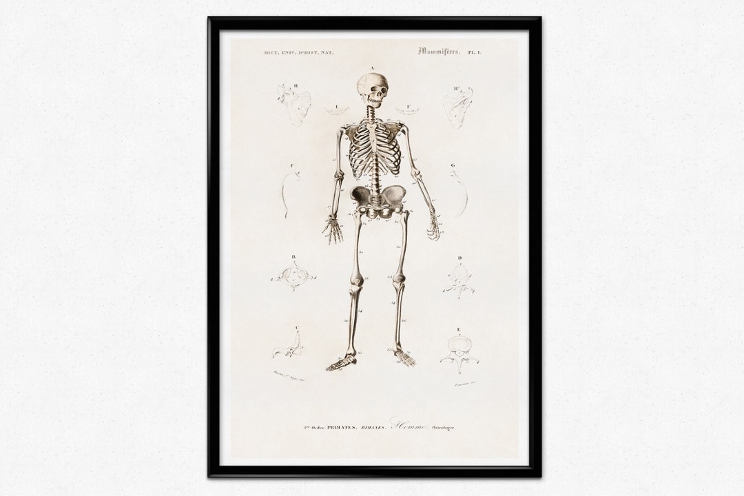 Human Anatomy Print, Antique Illustration of the Human Skeleton ...