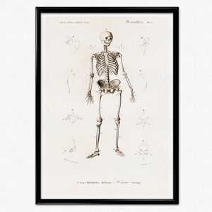 Human Anatomy Print, Antique Illustration of the Human Skeleton, Vintage Human Anatomy, Skeleton Poster, Skull, Medical Poster, Wall Art
