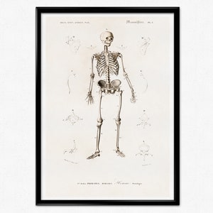 1850 Anatomy of Human Skeleton, Anatomical Drawing, NEW Fine Art Giclee  Print, Skull Bones, Autopsy Illustration, Medical Dissection, P11 