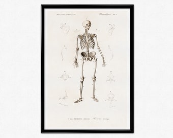 Impression d'anatomie humaine, ancienne illustration du squelette humain, anatomie humaine vintage, affiche squelette, tête de mort, affiche médicale, art mural