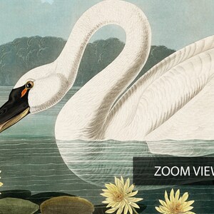 Vintage Swan Painting, American Swan Poster from Birds of America, Vintage Bird Illustration, Animal Print, John James Audubon, Home Decor