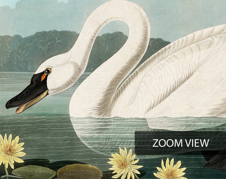 Vintage Swan Painting, American Swan Poster from Birds of America, Vintage Bird Illustration, Animal Print, John James Audubon, Home Decor