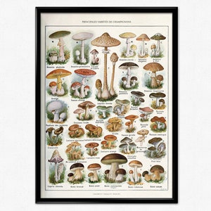 Cartel de setas, Ilustración botánica vintage, Impresión de setas, Champiñones, Gráfico de champiñones antiguos de Adolphe Millot, Cartel de cocina