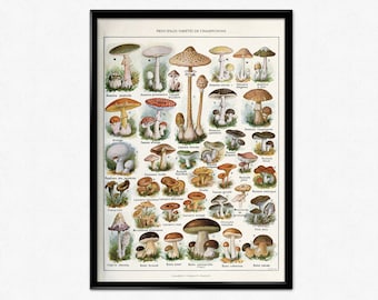 Poster paddestoelen, vintage botanische illustratie, paddestoelenprint, champignons, antieke champignongrafiek van Adolphe Millot, keukenposter