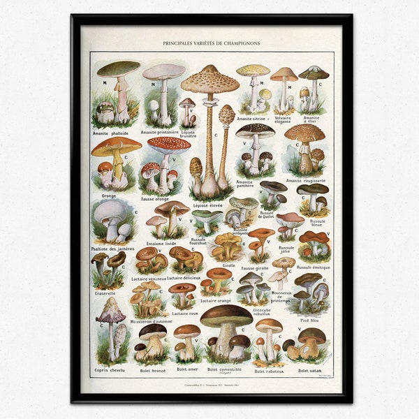 Affiche de champignons, illustration botanique vintage, impression de champignons, champignons, tableau de champignons antique par Adolphe Millot, affiche de cuisine