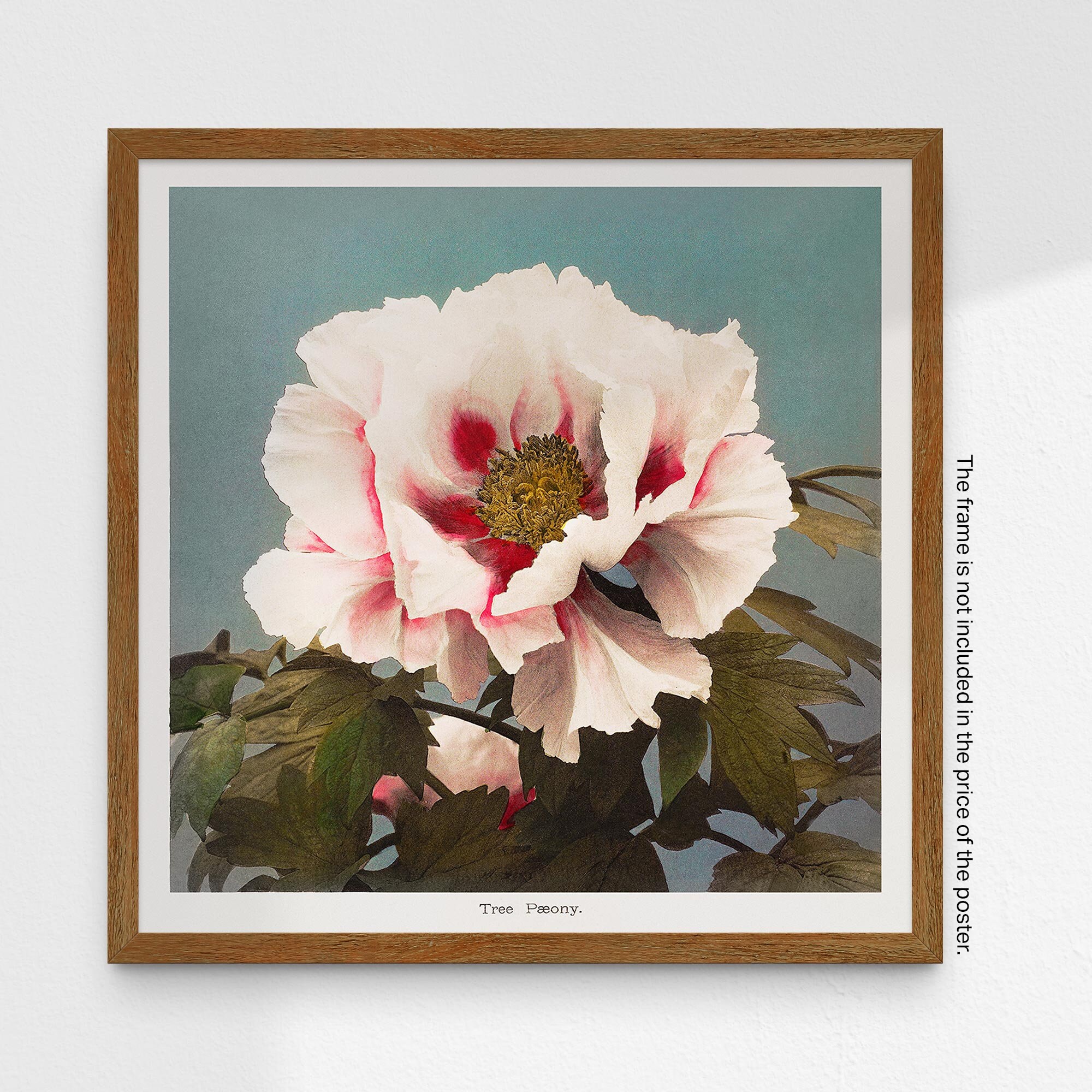 Japanese Peony Print